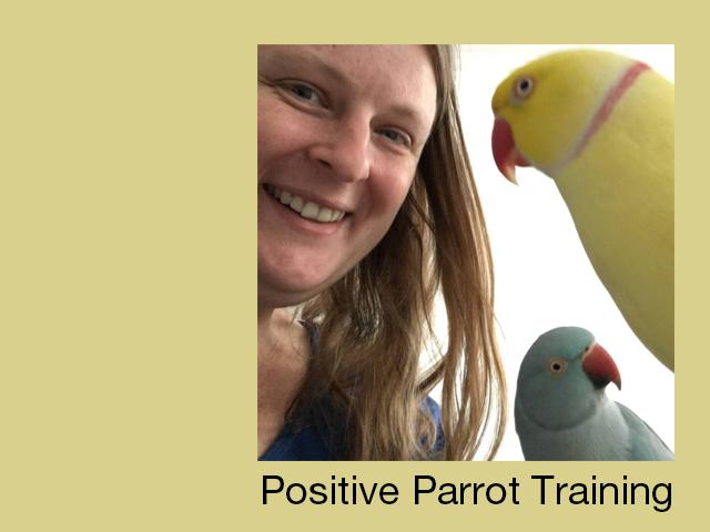 Positive reinforcement parrot training